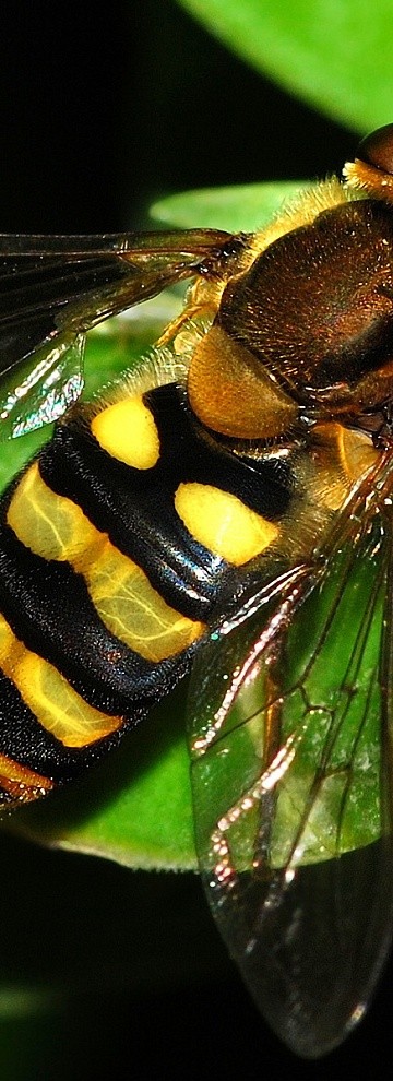 Fotografie Alergie na bodnutí hmyzem