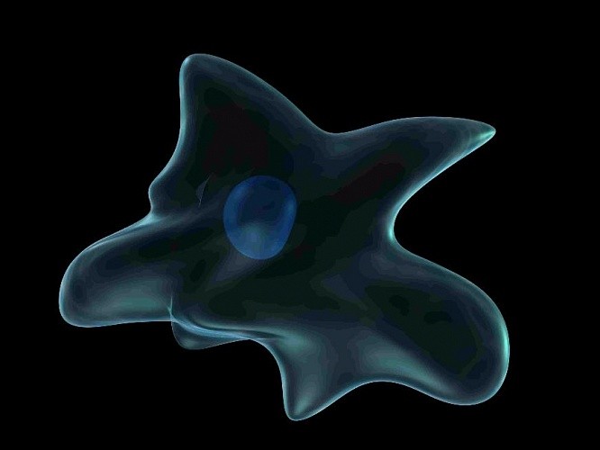 Кишечный амебиаз, лечение и симптомы амебиаза кишечника