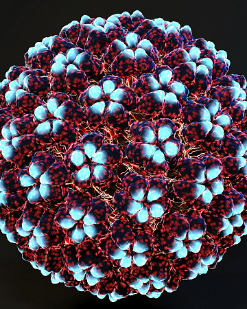 papilloma planoepitheliale co-tól znaczy-ig