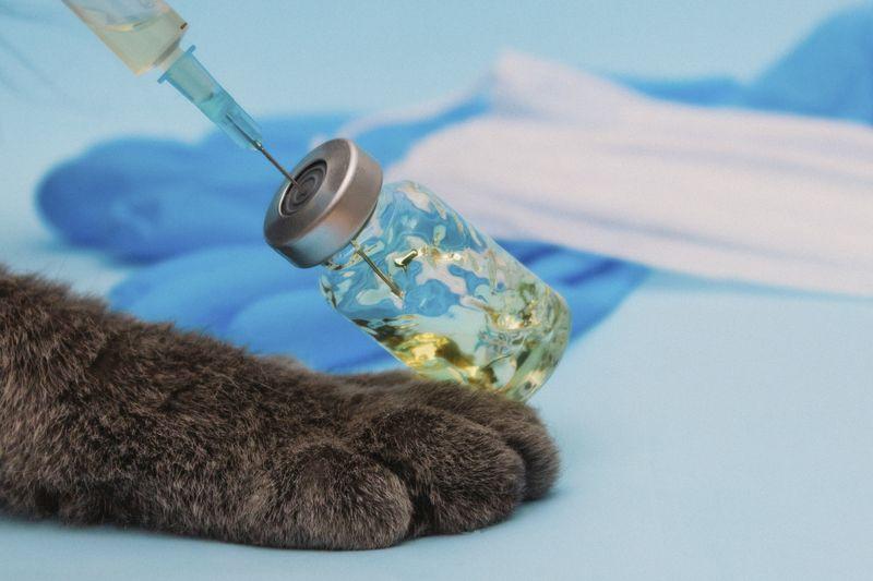 Токсоплазмоз