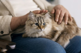 Аллергия на кошек
