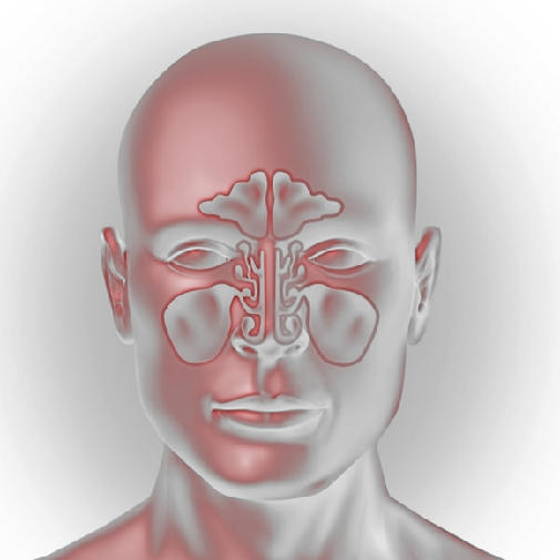 Верхние дыхательные пути - это наружный нос, полость носа, носоглотка и ротоглот
