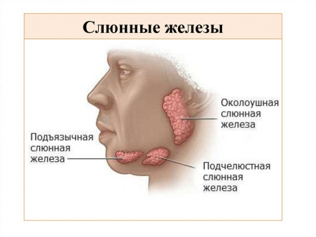 Что входит в МРТ слюнных желез Что входит в МРТ слюнных желез